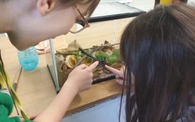 Čudnovate životinjice – paličnjaci